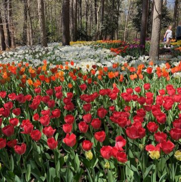 Tulips of red and orange