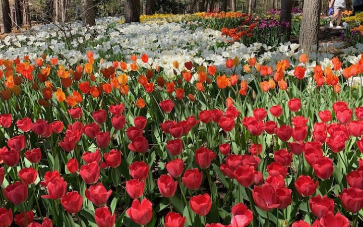 Tulips of red and orange